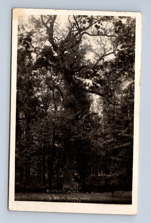 Pohlednice Blatná starý strom 1929 (M30300)