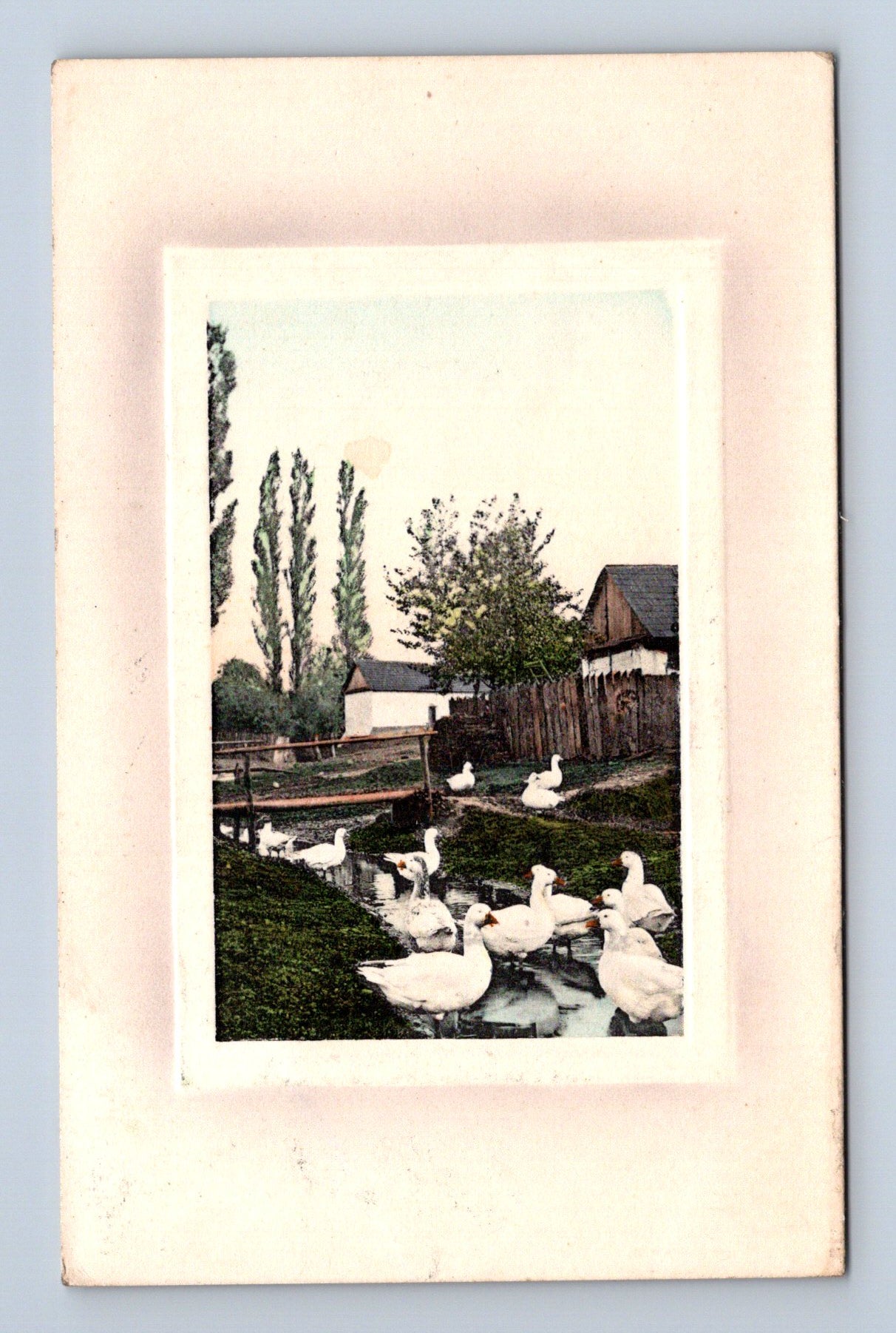 Pohlednice Flemmice husy rybník 1910 (M30384)