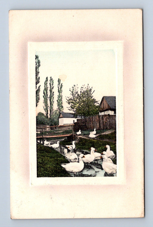 Pohlednice Flemmice husy rybník 1910 (M30384)