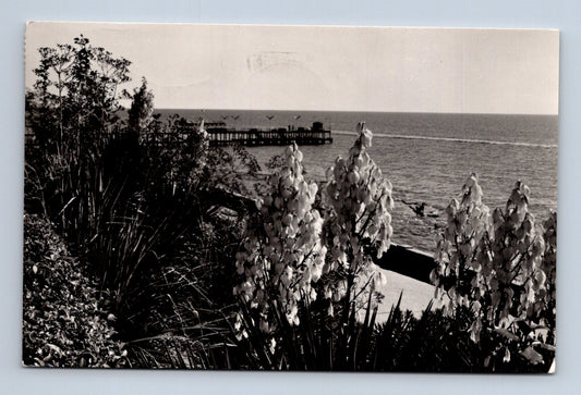 Pohlednice Rusko Soči květy juky a moře 1968 (M30683)
