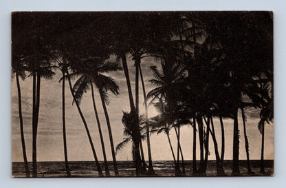 Pohlednice Sri Lanka Moonlight through the Palms (M30729)
