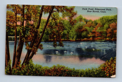 Pohlednice USA New Haven Edgewood Park kachní rybník 1947 (M30826)