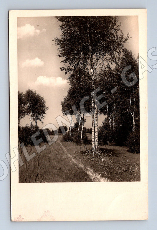 Pohlednice krajina břízy cesta (M30865)
