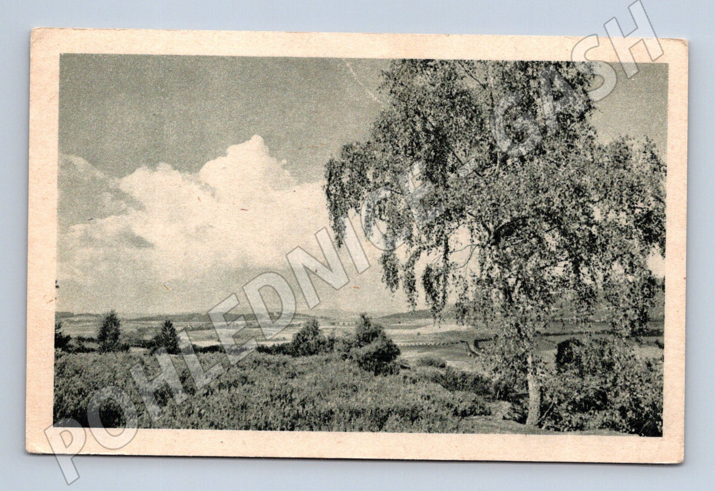 Pohlednice krajina se stromem (M30909)