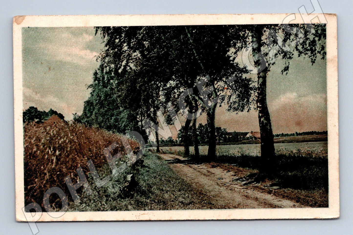 Pohlednice krajina lesni cesta (M31178)
