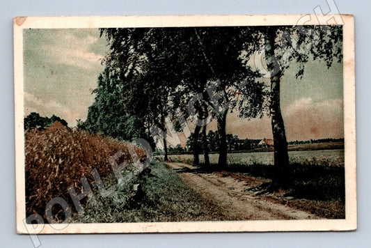 Pohlednice krajina lesni cesta (M31178)