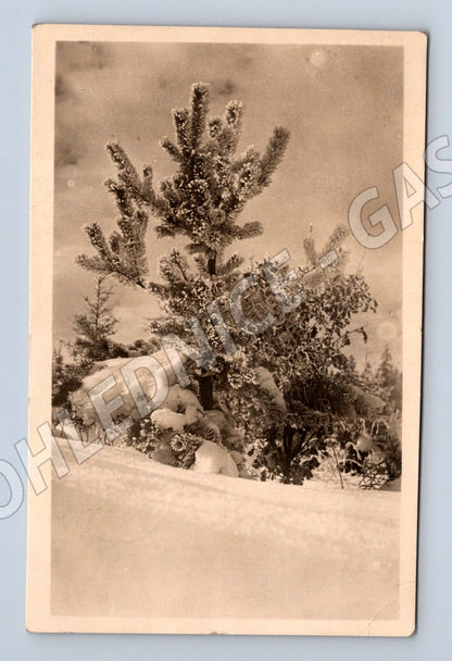 Pohlednice zasněžená smrková větev s jinovatkou 1949 (M31235)