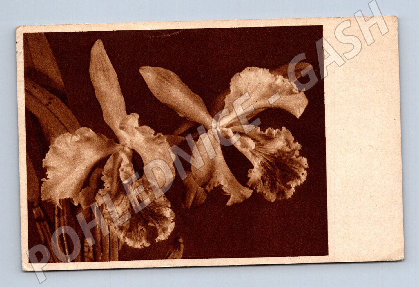 Pohlednice Květiny orchideje 1950 (M31285)