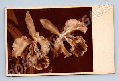 Pohlednice Květiny orchideje 1950 (M31285)