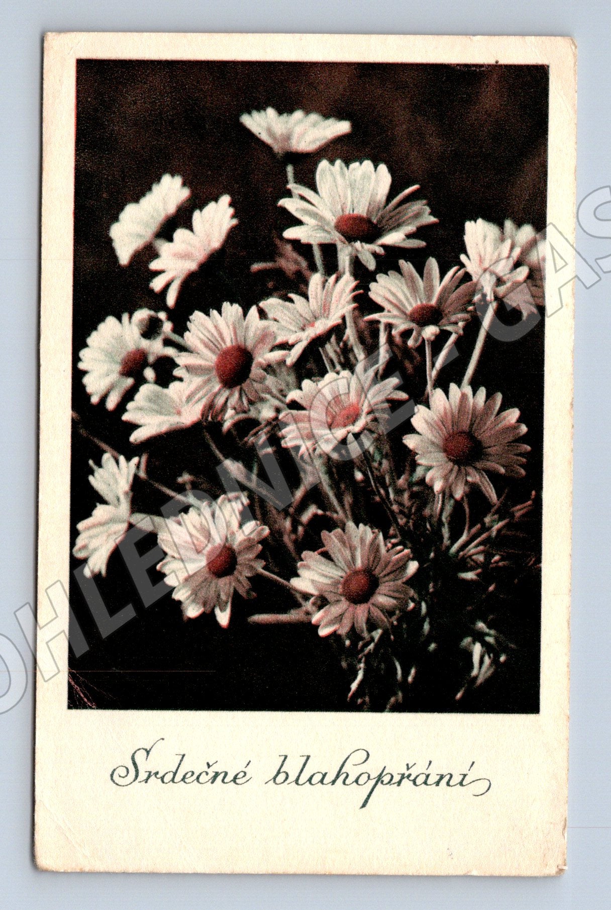 Pohlednice Srdečné blahopřání kytice sedmikrásek 1948 (M31286)