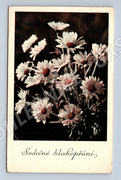 Pohlednice Srdečné blahopřání kytice sedmikrásek 1948 (M31286)