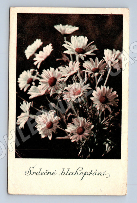 Pohlednice Srdečné blahopřání kytice sedmikrásek 1948 (M31286)