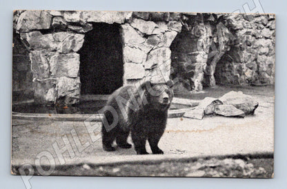 Pohlednice Praha Jelení Příkop medvěd v zoo 1939 (M31303)