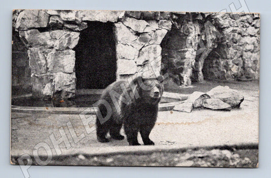 Pohlednice Praha Jelení Příkop medvěd v zoo 1939 (M31303)