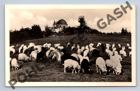 Pohlednice Svatý Hostýn ovce na pastvě malý formát (M314)