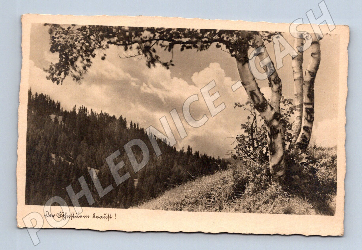 Pohlednice Alpská krajina Stößerbaum (M31434)
