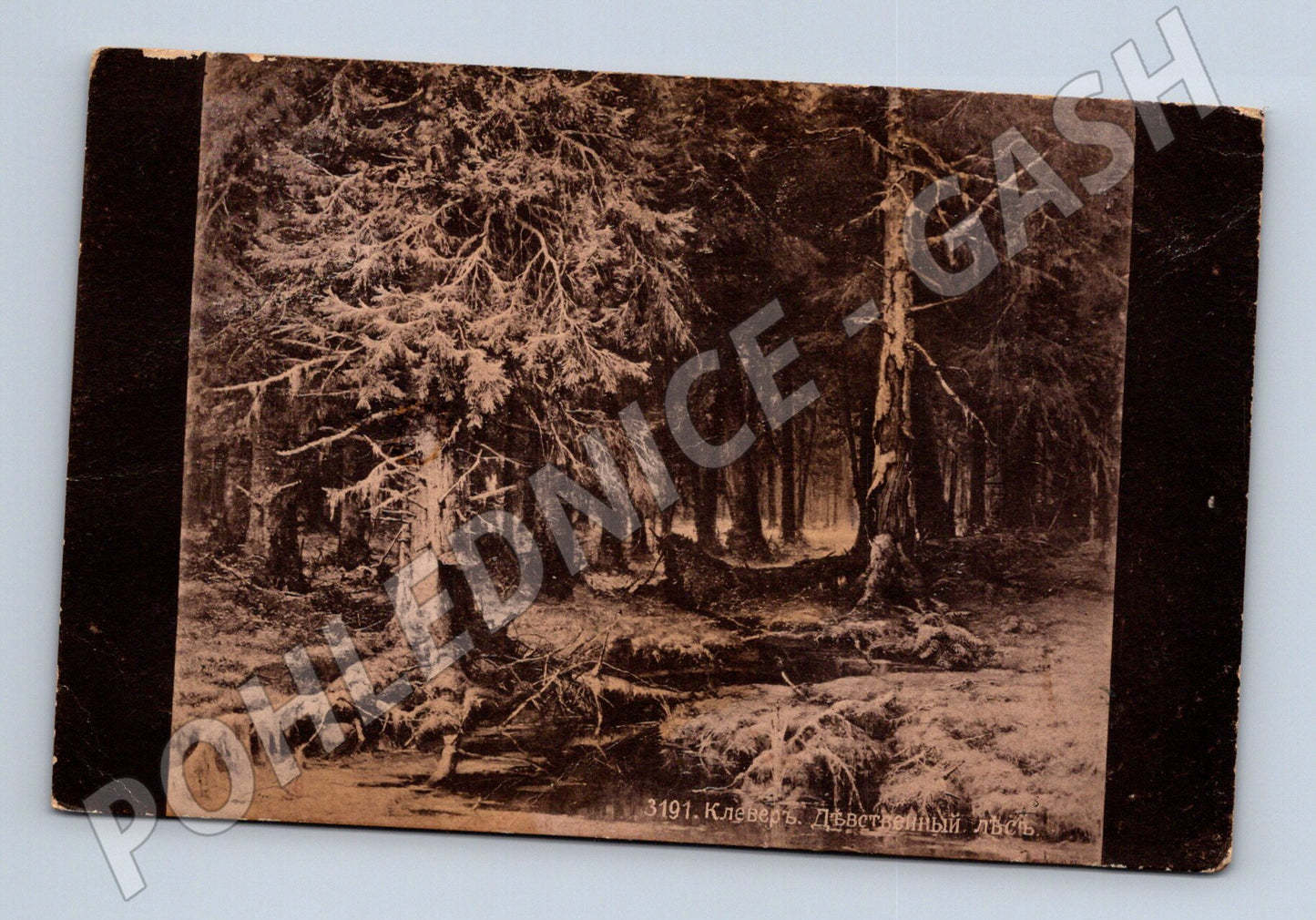 Pohlednice Rusko Prales les krajina (M31465)