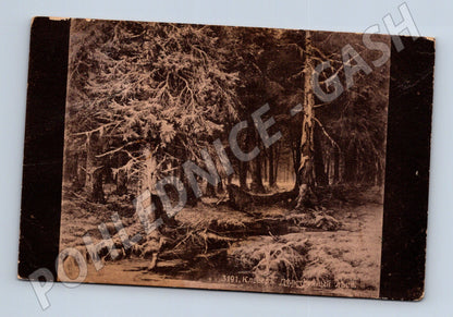 Pohlednice Rusko Prales les krajina (M31465)