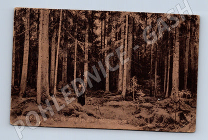 Pohlednice Rusko Lesní krajina Šiškin (M31477)
