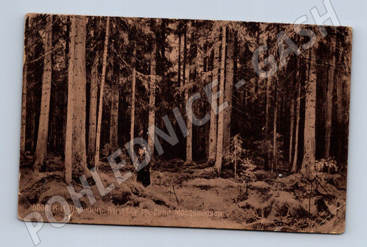 Pohlednice Rusko Lesní krajina Šiškin (M31477)