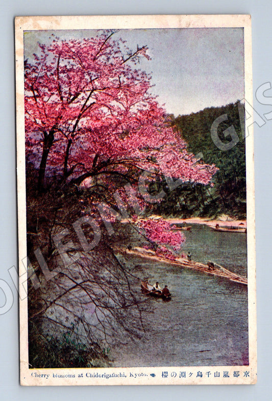 Pohlednice Japonsko Kyoto květoucí sakury, řeka (M31553)