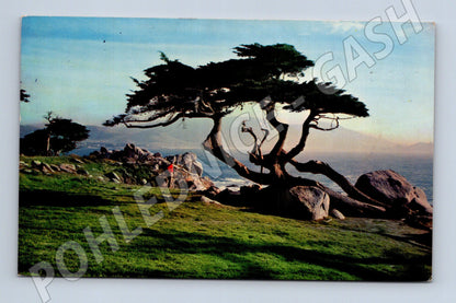 Pohlednice USA Monterey Cypress tree 1962 (M31557)