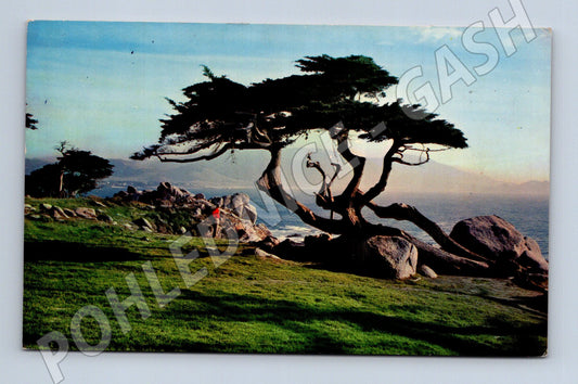 Pohlednice USA Monterey Cypress tree 1962 (M31557)