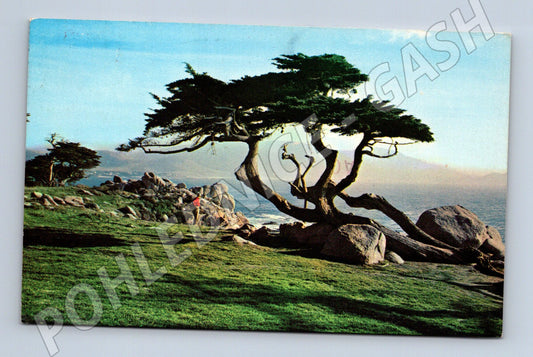 Pohlednice USA Kalifornie Cypress tree 1973 (M31577)