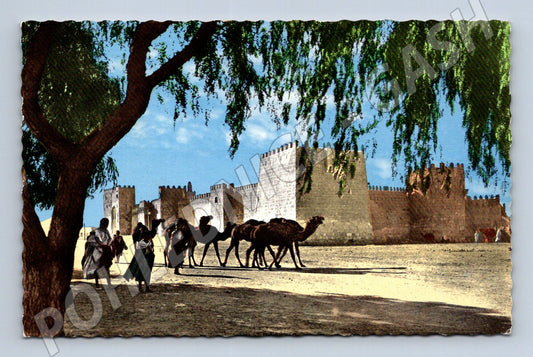 Pohlednice Afrika Citadela s velbloudy (M31599)