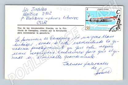 Pohlednice Kuba chov dobytka krávy (M31601)
