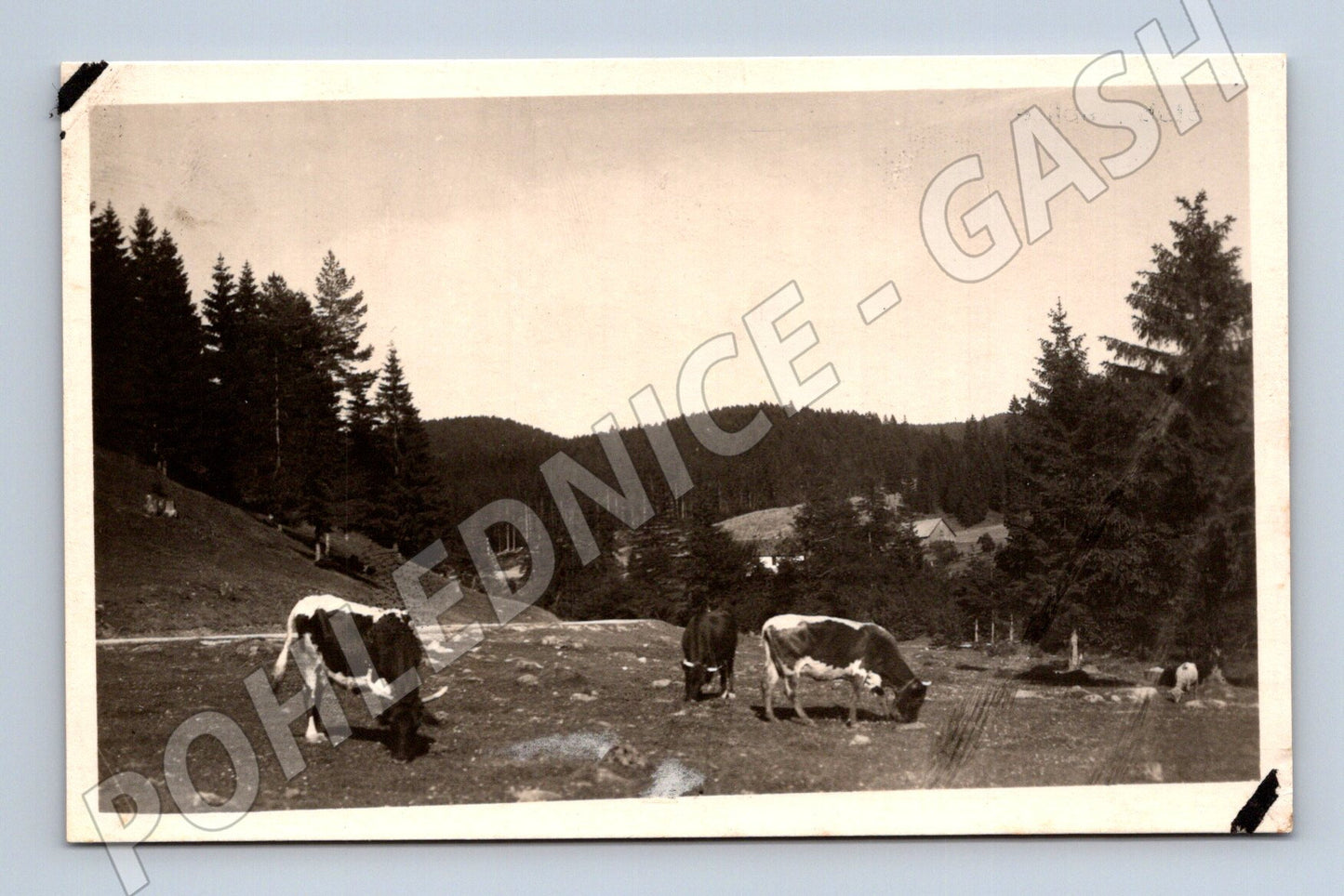 Pohlednice Slovensko Stubnianske Teplice krávy (M31653)