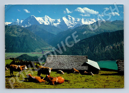 Pohlednice Švýcarsko hory krávy 1980 (M31817)