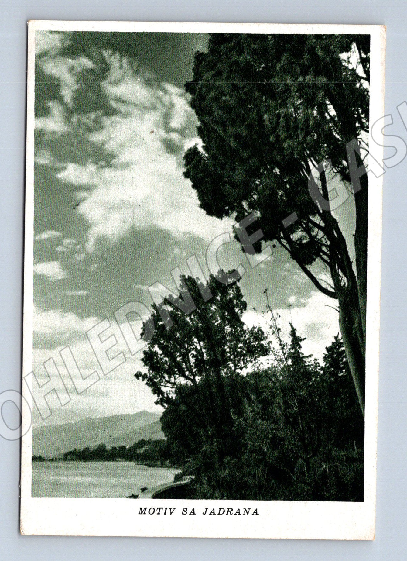 Pohlednice Chorvatsko Jadran moře a stromy (M31957)