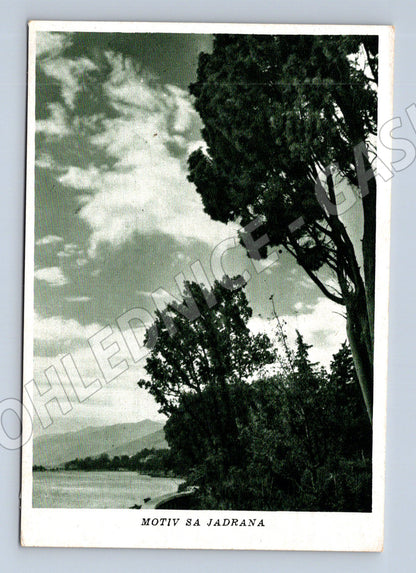 Pohlednice Chorvatsko Jadran moře a stromy (M31957)