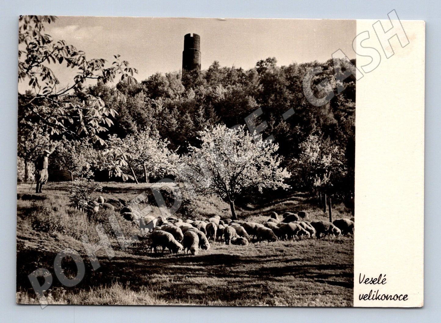 Pohlednice Jaro pod Hazmburkem ovce Velikonoce 1957 (M32191)