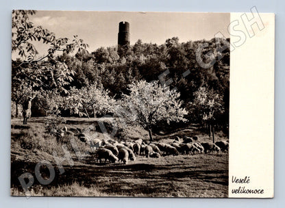 Pohlednice Jaro pod Hazmburkem ovce Velikonoce 1957 (M32191)