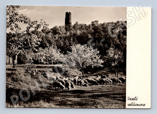 Pohlednice Jaro pod Hazmburkem ovce Velikonoce 1957 (M32191)