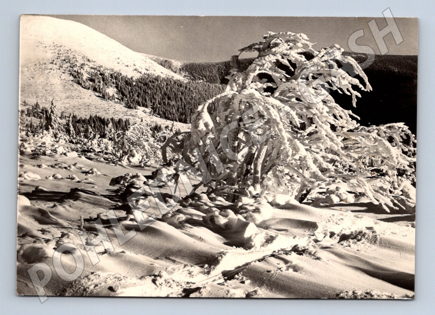 Pohlednice Zimní krajina zasněžené stromy 1949 (M32201)