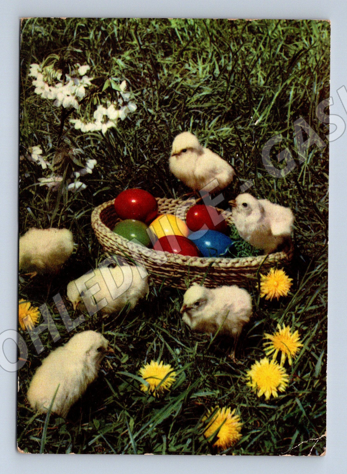 Pohlednice Německo Velikonoční kuřátka a vejce 1967 (M32587)