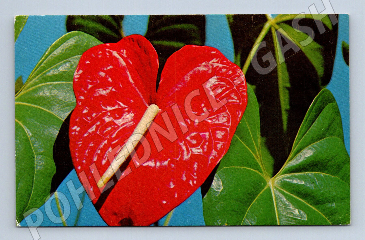 Pohlednice Hawaii červený květ Anthurium (M32616)