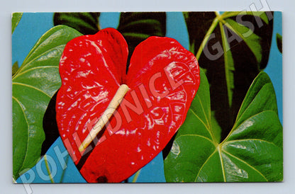 Pohlednice Hawaii červený květ Anthurium (M32616)
