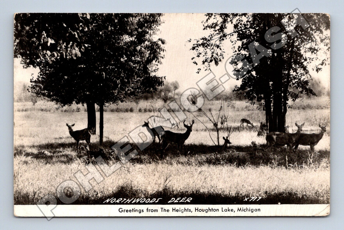 Pohlednice USA Houghton Lake jeleni Northwoods (M33666)