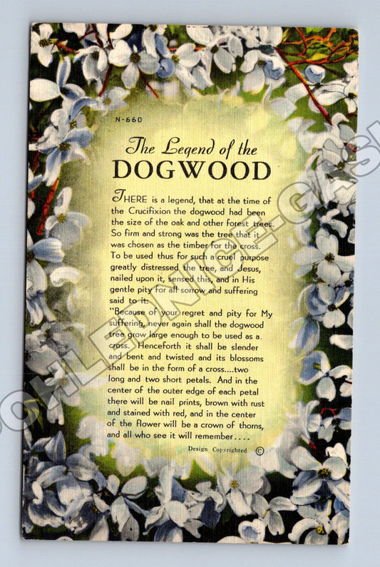 Pohlednice USA The Legend of the Dogwood (M33709)