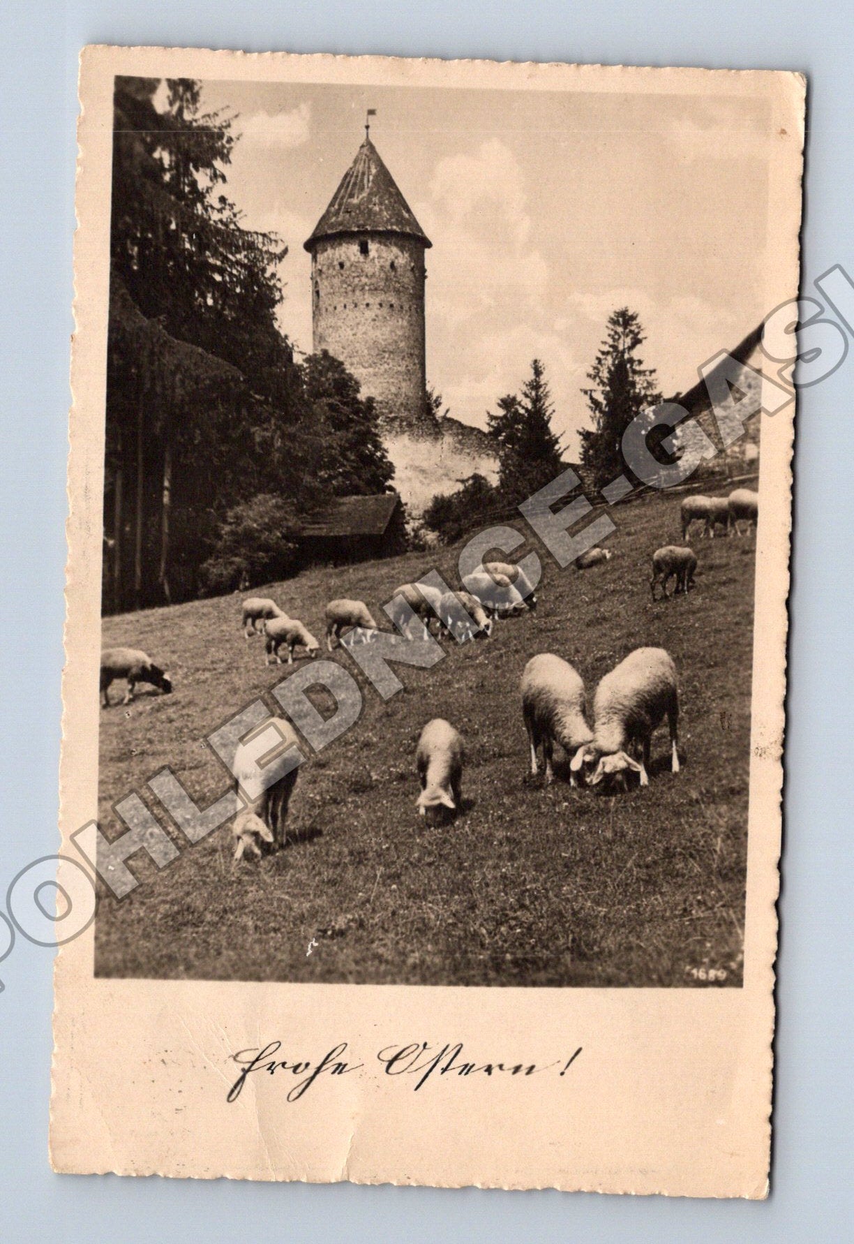 Pohlednice Rakousko ovce a věž 194x (M33781)