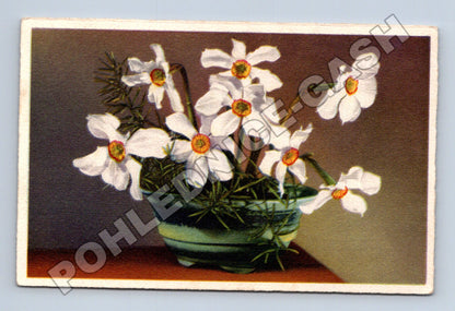 Pohlednice kytice narcisů ve váze (M33802)