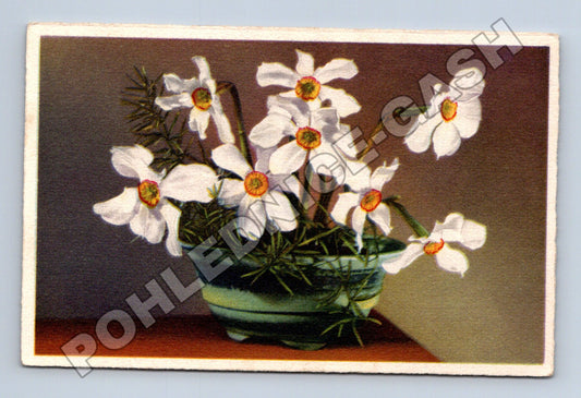 Pohlednice kytice narcisů ve váze (M33802)