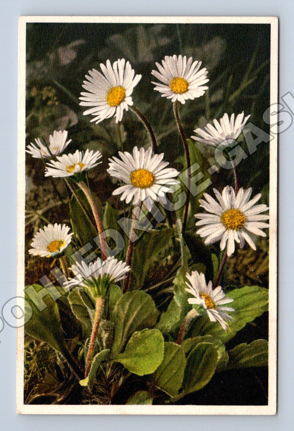 Pohlednice Švýcarsko alpské sedmikrásky (M33803)