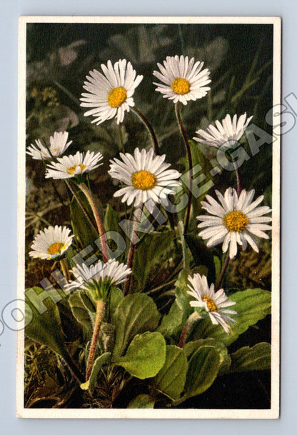 Pohlednice Švýcarsko alpské sedmikrásky (M33803)