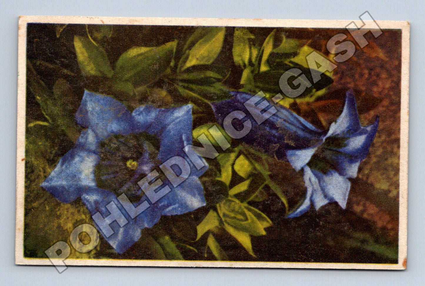 Pohlednice Německo Květina Gentiana 1940 (M33816)