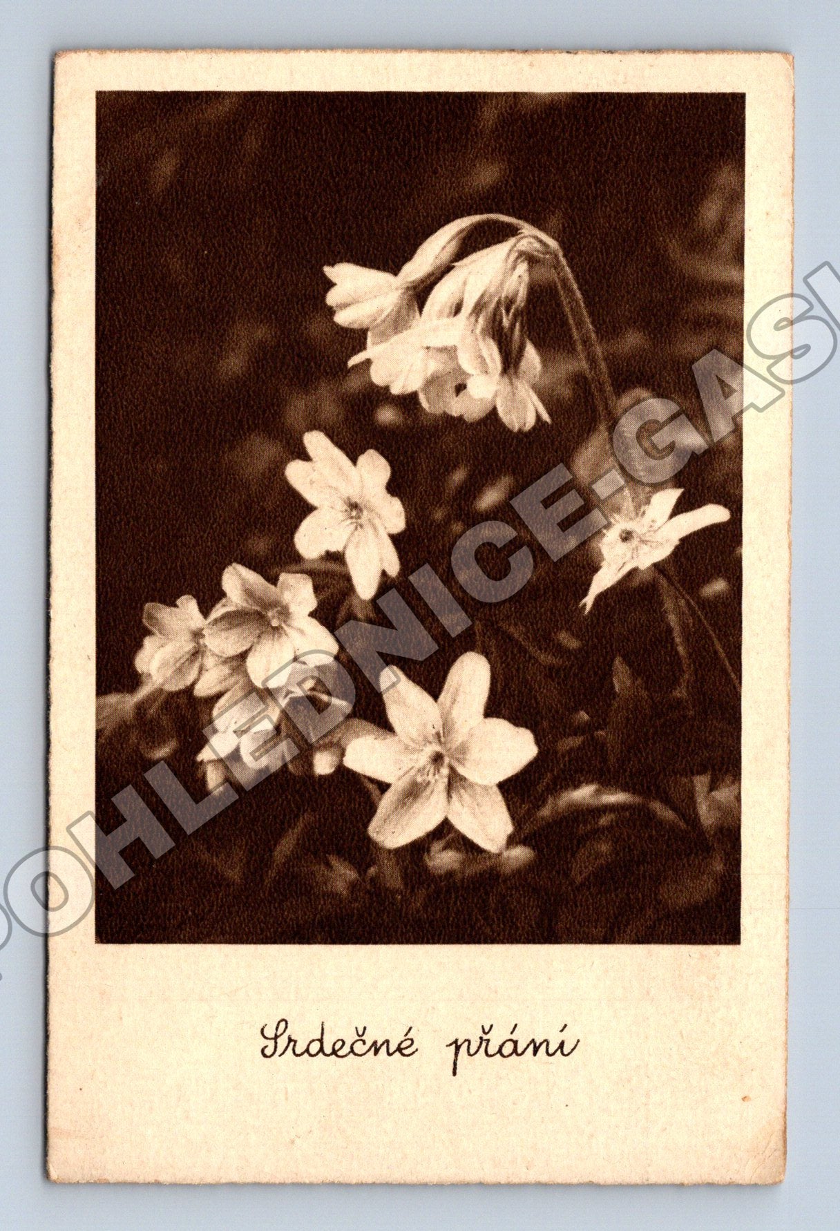 Pohlednice Květiny Srdečné přání 1946 (M33822)